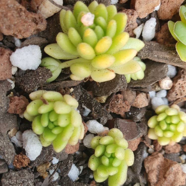 Plant image Sedum hirsutum subsp. baeticum