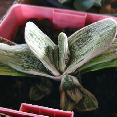 Gasteria 'Little Warty'