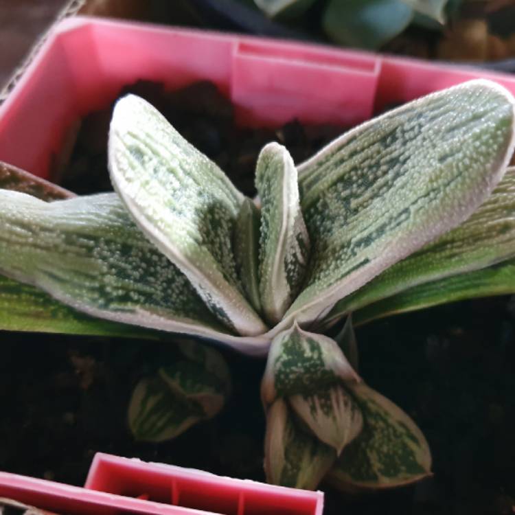 Plant image Gasteria 'Little Warty'