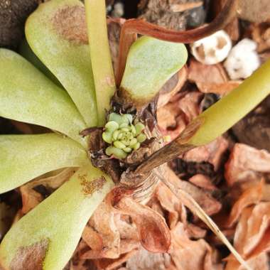 Echeveria Minima