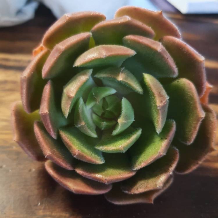 Plant image Echeveria Brown Rose