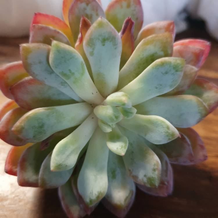 Plant image Echeveria Violet Magic