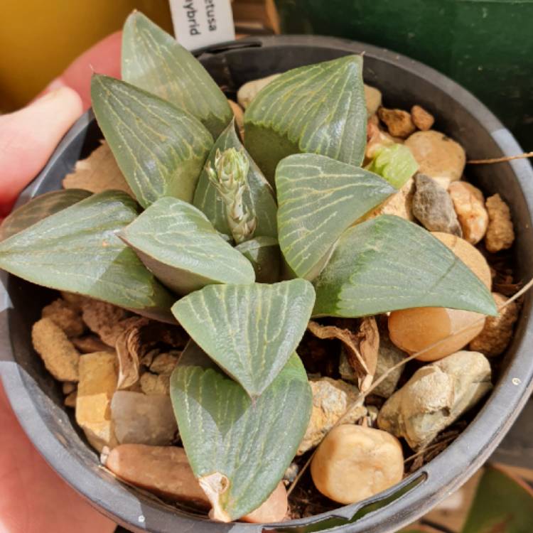 Plant image Haworthia retusa