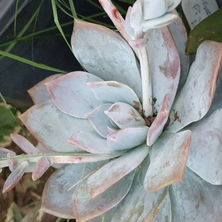 Plant image Graptoveria Pink Laui