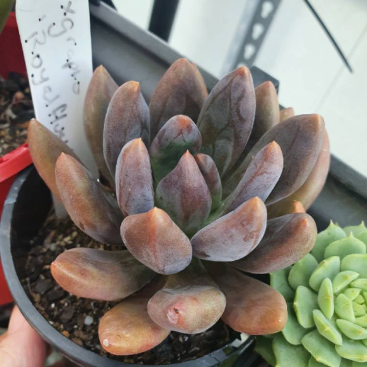 Plant image xGraptoveria Royal Flush