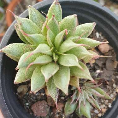 Graptoveria 'Silver Star'