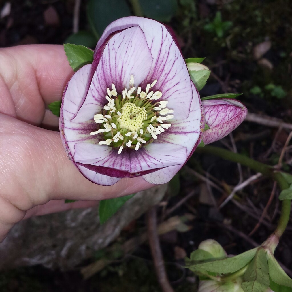 Plant image Helleborus x hybridus 'Harvington Picotee'