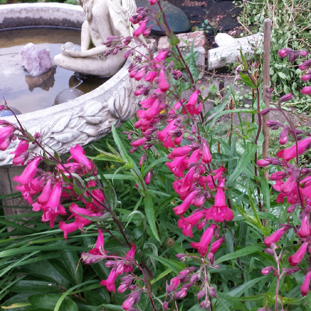 Plant image Penstemon 'Andenken an Friedrich Hahn' syn. Penstemon 'Garnet'