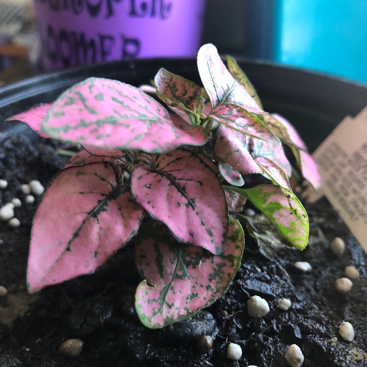 Plant image Hypoestes sanguinolenta 'Triple Splash'