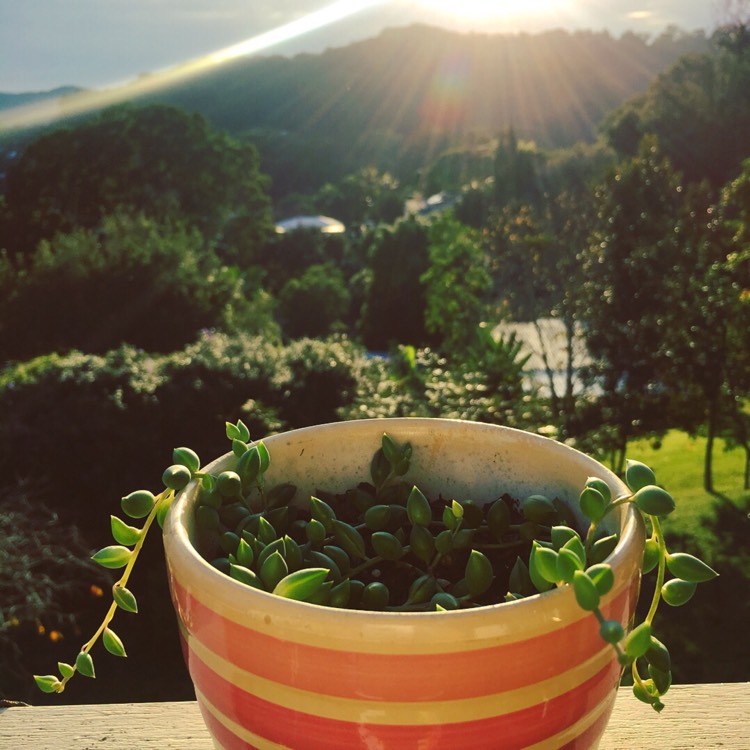 Plant image Senecio 'Radicans'