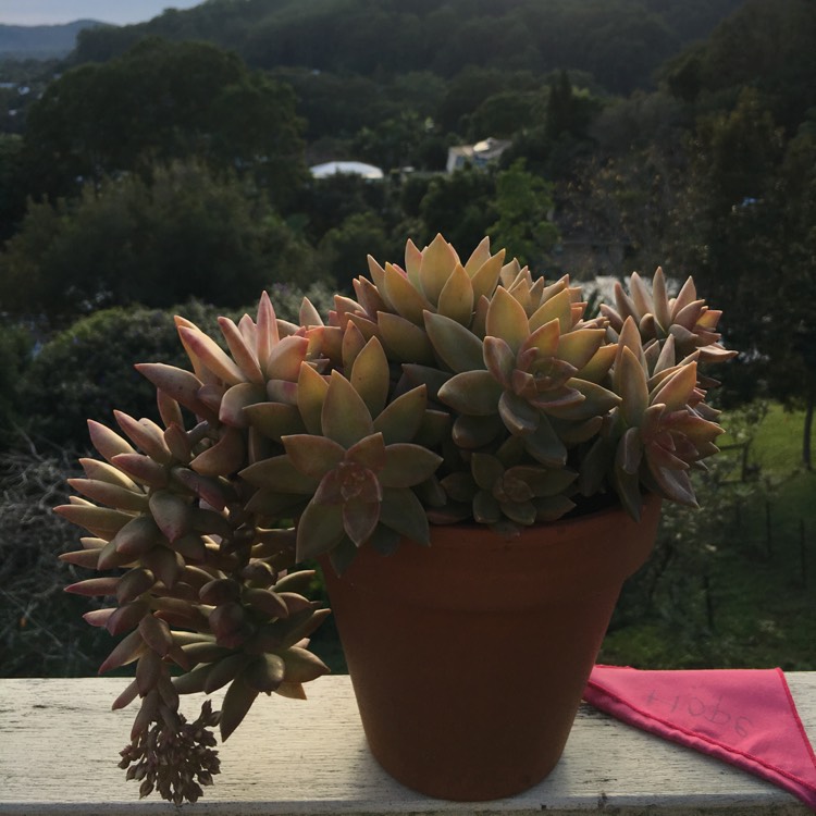 Plant image Sedum Golden Glow