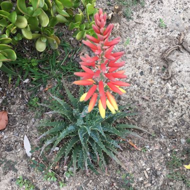 Aloe