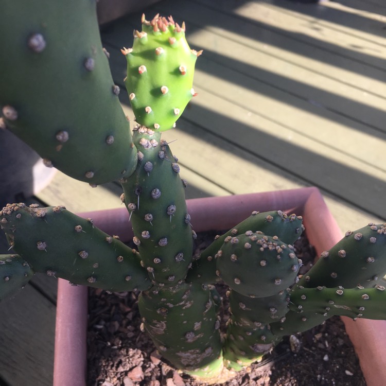 Plant image Opuntia quitensis 'Johnson's Hybrid'