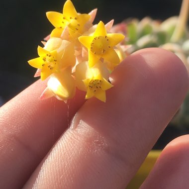 Echeveria 'Michelle'