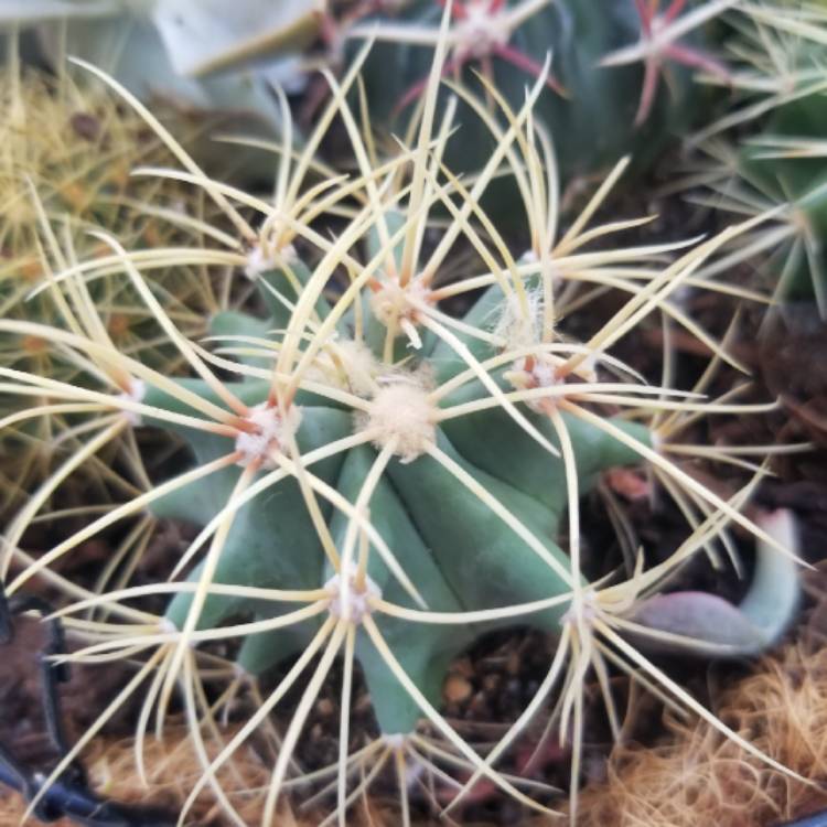 Plant image Ferocactus glaucescens