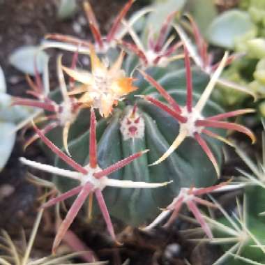 Devil's Tongue Cactus