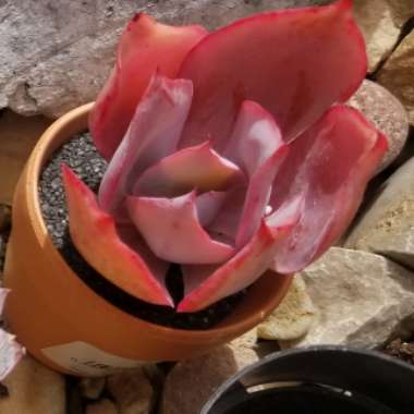 Echeveria 'Afterglow'