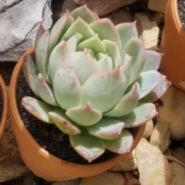 Echeveria 'Elegans x Violet Queen'