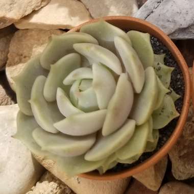 Echeveria 'Lola'