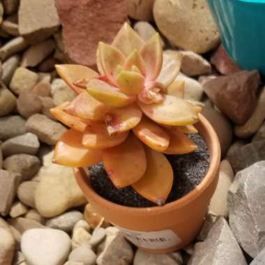 Graptosedum 'California Sunset'