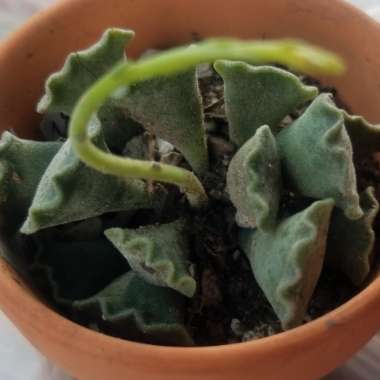 Adromischus 'Key Lime Pie Plant'