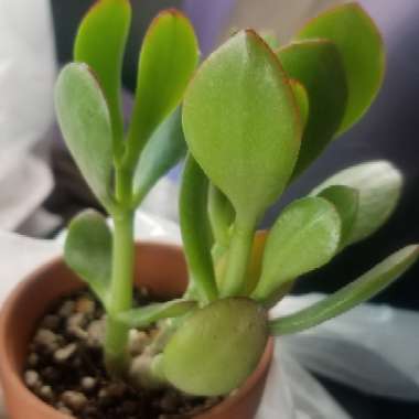 Dwarf Jade Plant