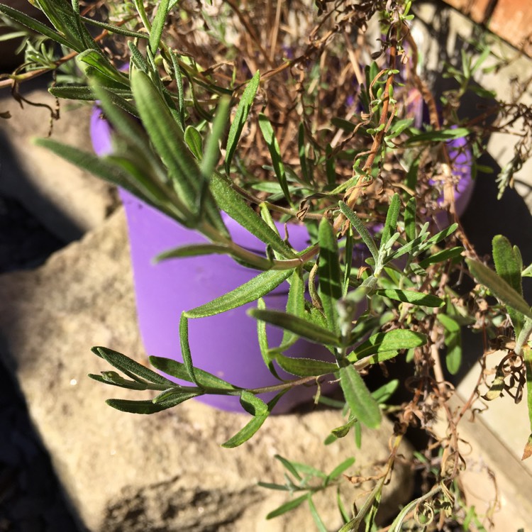 Plant image Lavandula angustifolia 'Schola' syn. Lavandula angustifolia 'Blue Cushion'