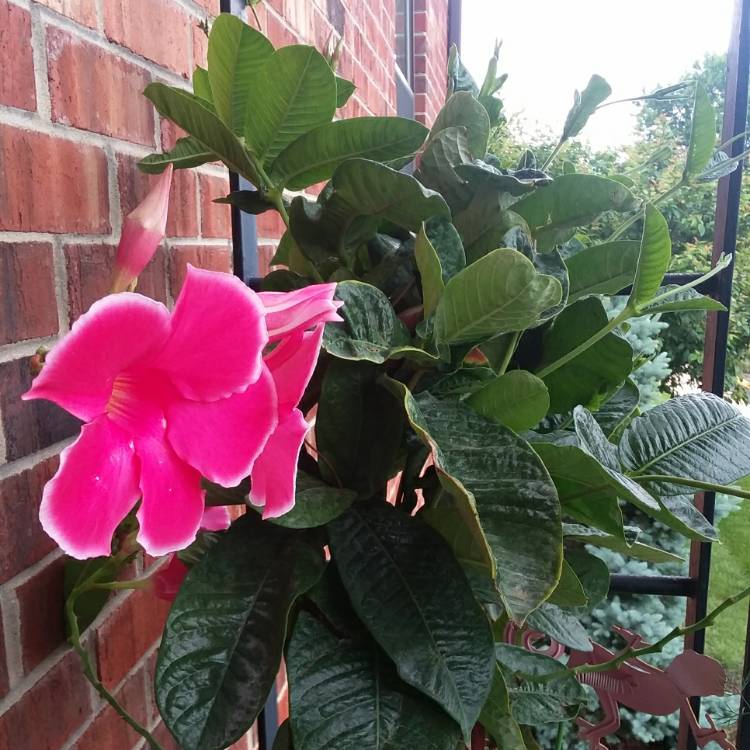 Plant image Mandevilla 'Sunmandecos' syn. Mandevilla 'Sun Parasol Giant Pink', Mandevilla 'Sundaville Cosmos Pink'