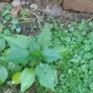 Courgette 'All Green Bush'