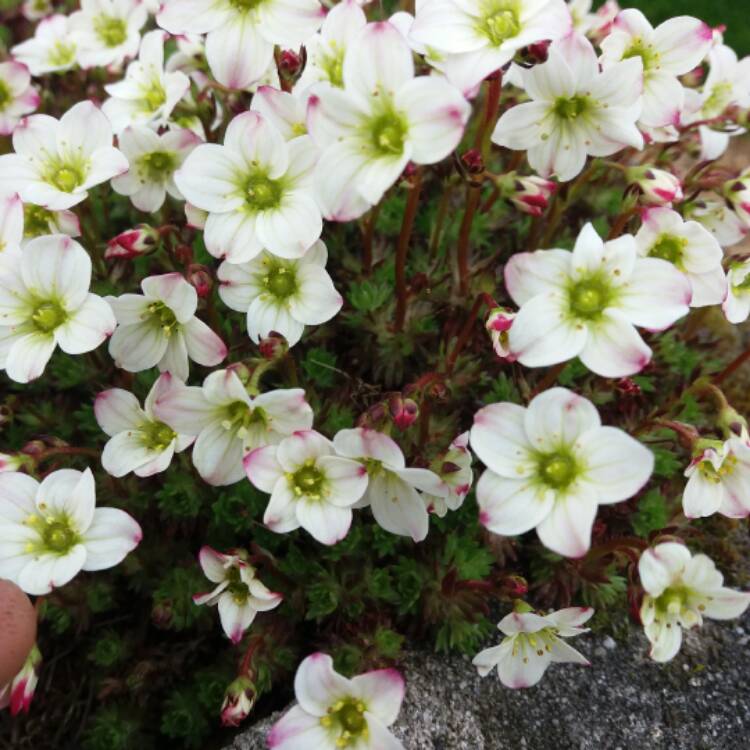 Plant image Saxifraga 'White Pixie'