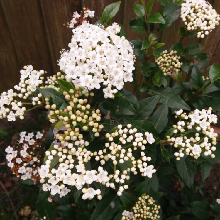 Plant image Viburnum x burkwoodii