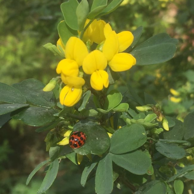 Plant image Coronilla valentina subsp. glauca  syn. Coronilla glauca