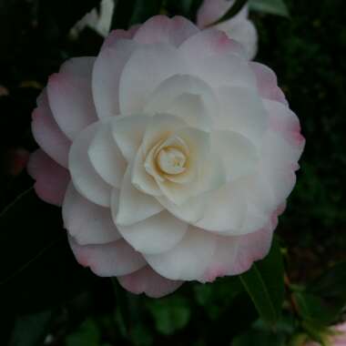 Camellia