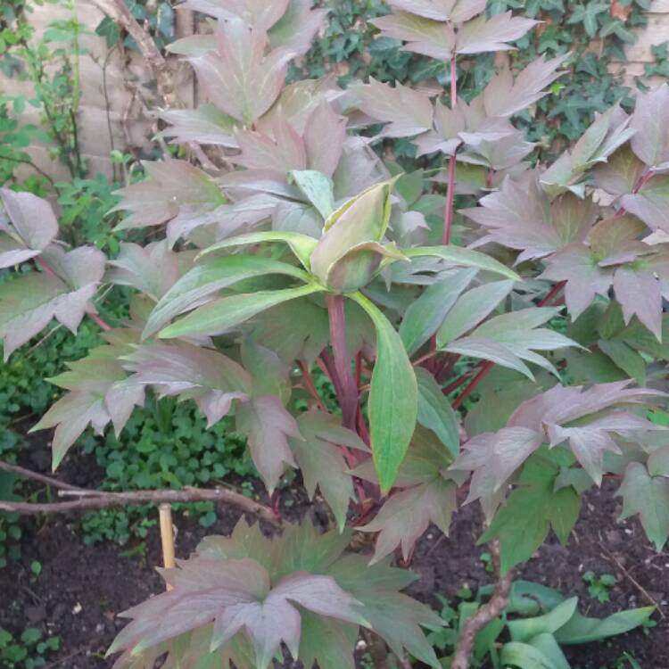 Plant image Paeonia x suffruticosa 'Kokuryu-nishiki' syn. Paeonia x suffruticosa 'Black Dragon Brocade'