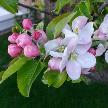 Malus domestica