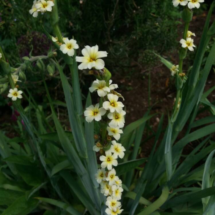 Plant image Sisyrinchium