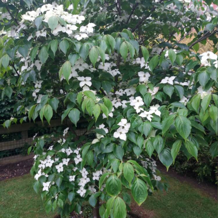 Plant image Cornus florida f. rubra