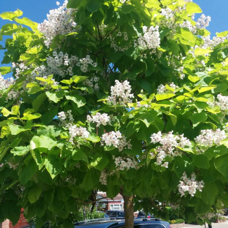 Plant image Catalpa bignonioides  syn.Catalpa catalpa, Catalpa syringaefolia