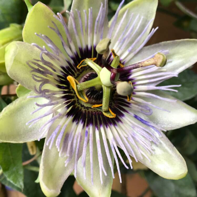 Plant image Passiflora caerulea 'Clear Sky'