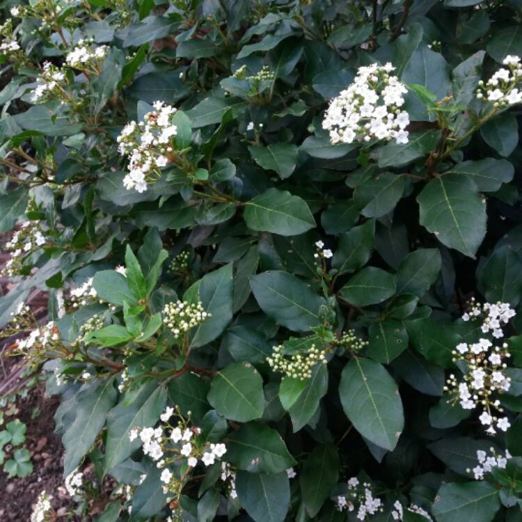 Plant image Viburnum tinus