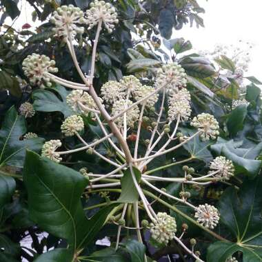 Fatsia japonica  syn. Aralia japonica