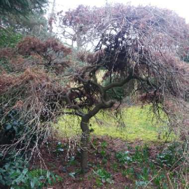 Acer palmatum