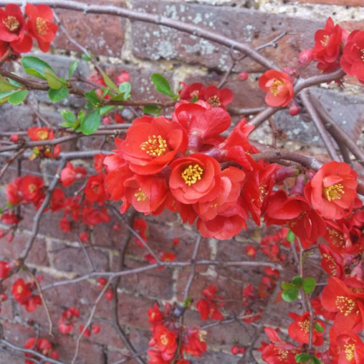 Plant image Chaenomeles