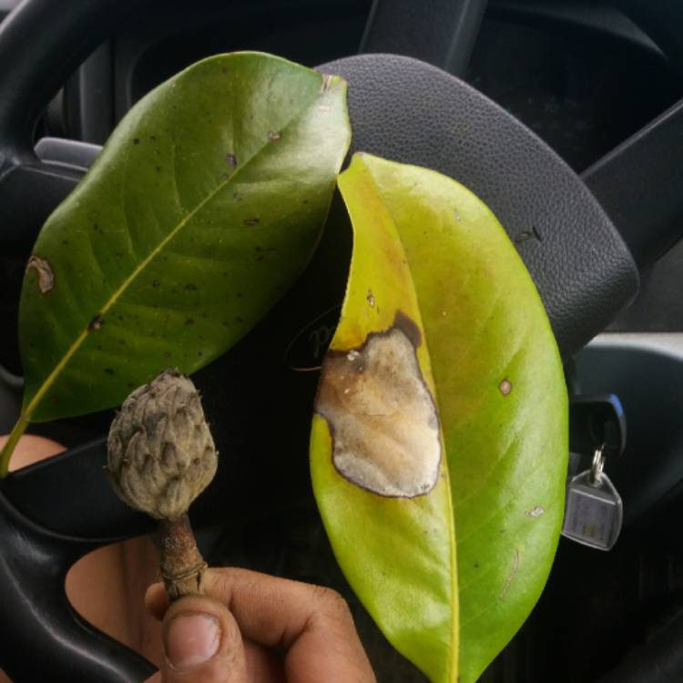 Plant image Magnolia grandiflora 'Exmouth'