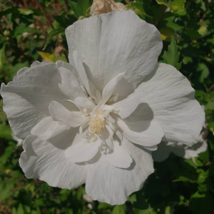 Plant image Hibiscus syriacus 'White Chiffon'