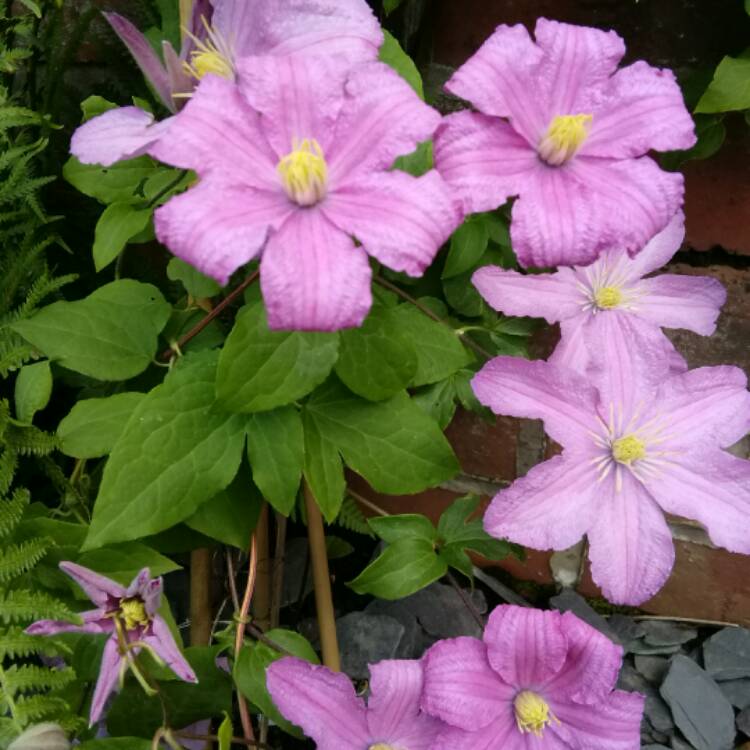 Plant image Clematis 'Comtesse De Bouchaud'