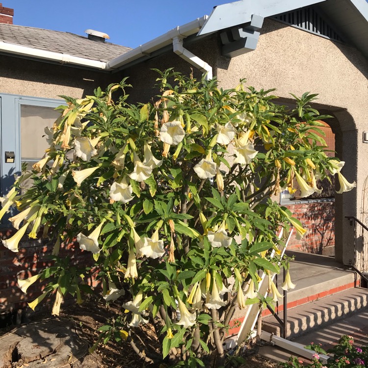 Plant image Brugmansia 'White'