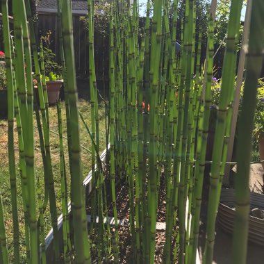 Equisetum Hyemale syn. Equisetum Japonica