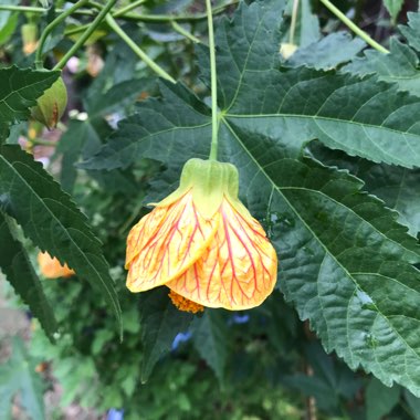 Abutilon