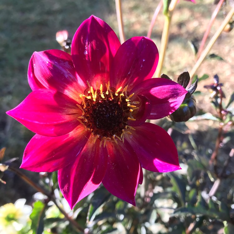 Plant image Dahlia '71770-52' (Mystic Series) syn. Dahlia 'Mystic Sparkler'